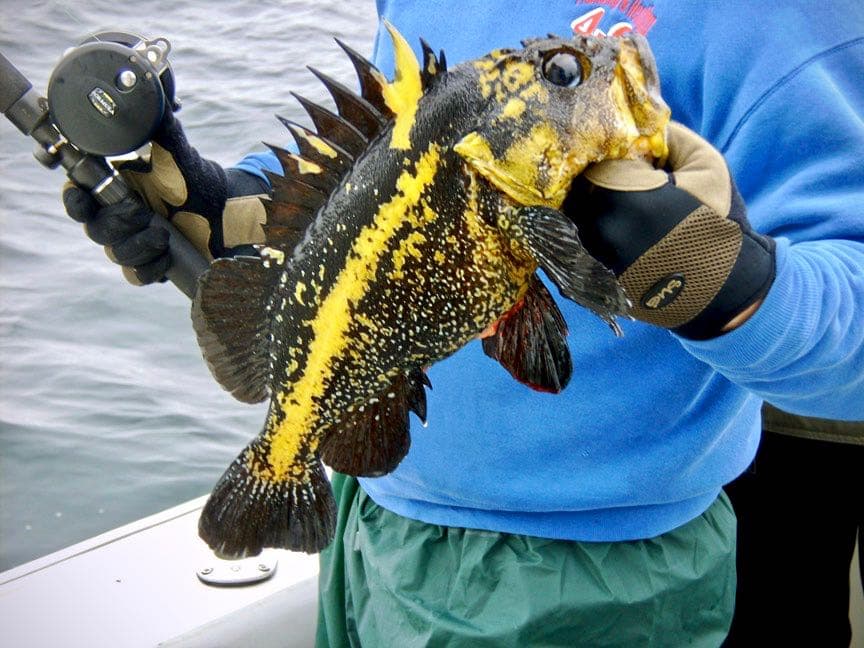 DeepStrike Sportfishing Alaska Rockfish Fishing Trips